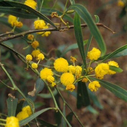 30 Shoestring Acacia Willow Tree Seeds - Seed World