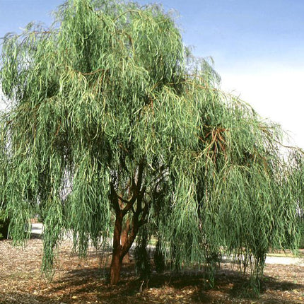 30 Shoestring Acacia Willow Tree Seeds - Seed World