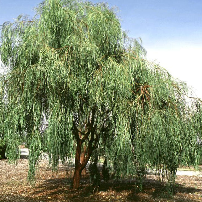 30 Shoestring Acacia Willow Tree Seeds - Seed World