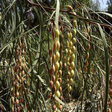 30 Shoestring Acacia Willow Tree Seeds - Seed World