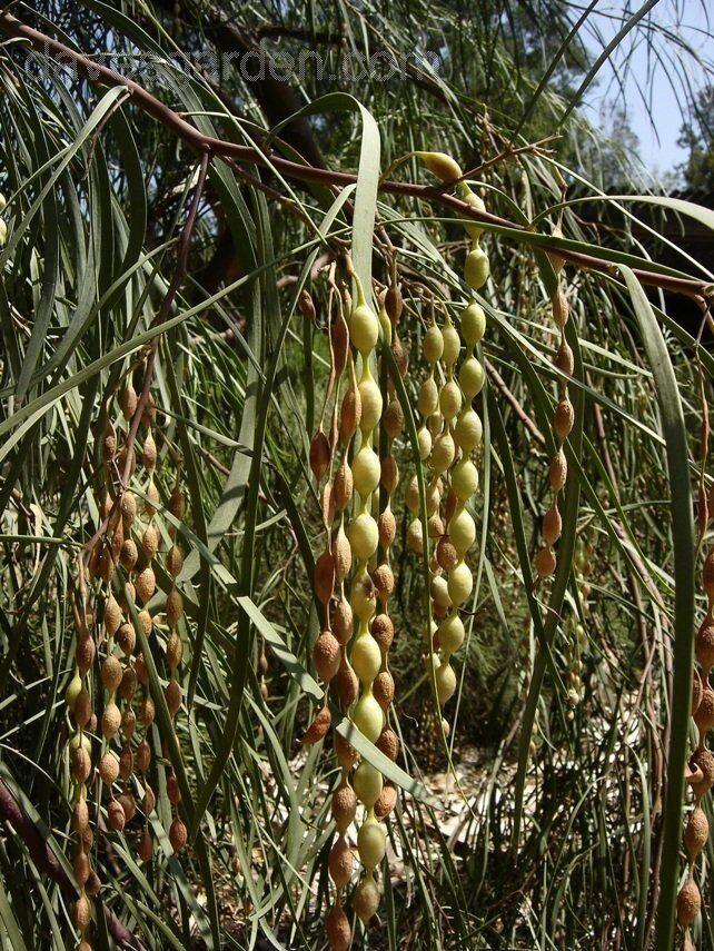 30 Shoestring Acacia Willow Tree Seeds - Seed World