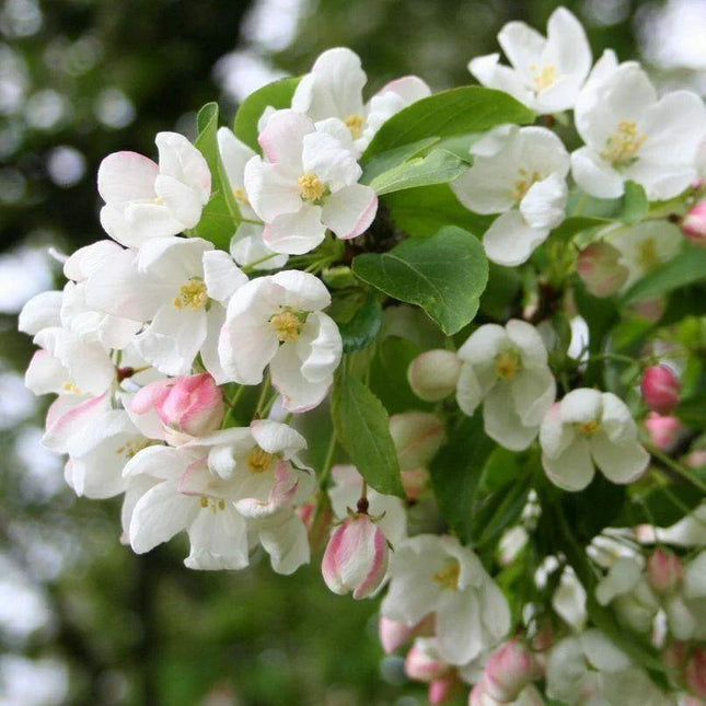 30 Siberian Crab Apple | Malus baccata Tree Seeds - Seed World