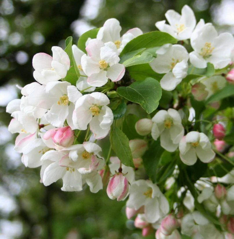 30 Siberian Crab Apple | Malus baccata Tree Seeds - Seed World