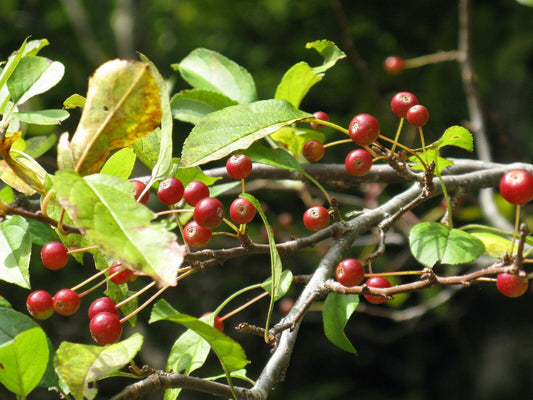 30 Siberian Crab Apple | Malus baccata Tree Seeds - Seed World