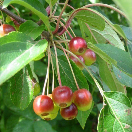 30 Siberian Crab Apple | Malus baccata Tree Seeds - Seed World