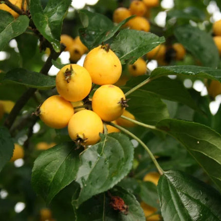 30 Siberian Crab Apple | Malus baccata Tree Seeds - Seed World