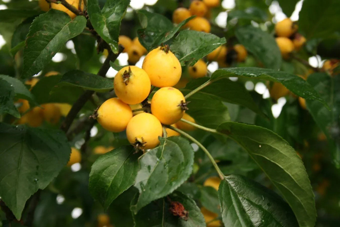 30 Siberian Crab Apple | Malus baccata Tree Seeds - Seed World