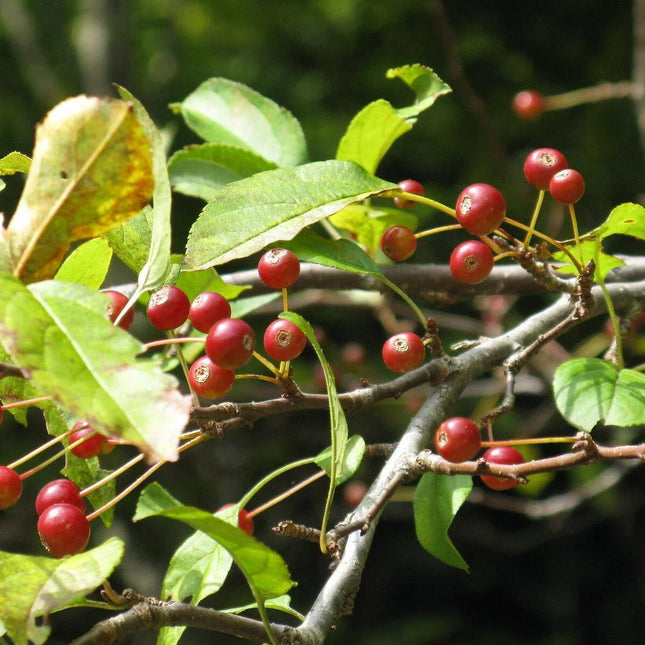 30 Siberian Crab Apple | Malus baccata Tree Seeds - Seed World