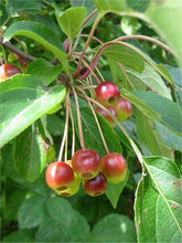 30 Siberian Crab Apple | Malus baccata Tree Seeds - Seed World