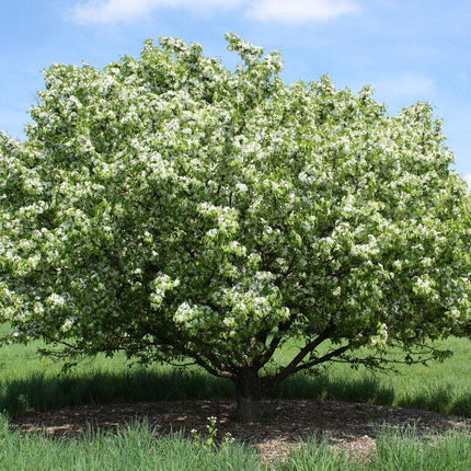 30 Siberian Crab Apple | Malus baccata Tree Seeds - Seed World