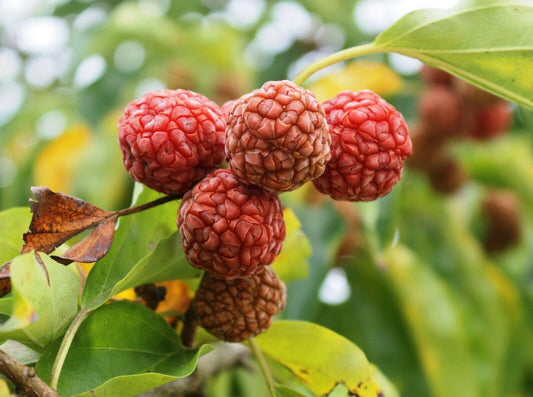 30 Silkworm Tree Seeds - Seed World