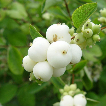 30 Snowberry Shrub Seeds - Seed World
