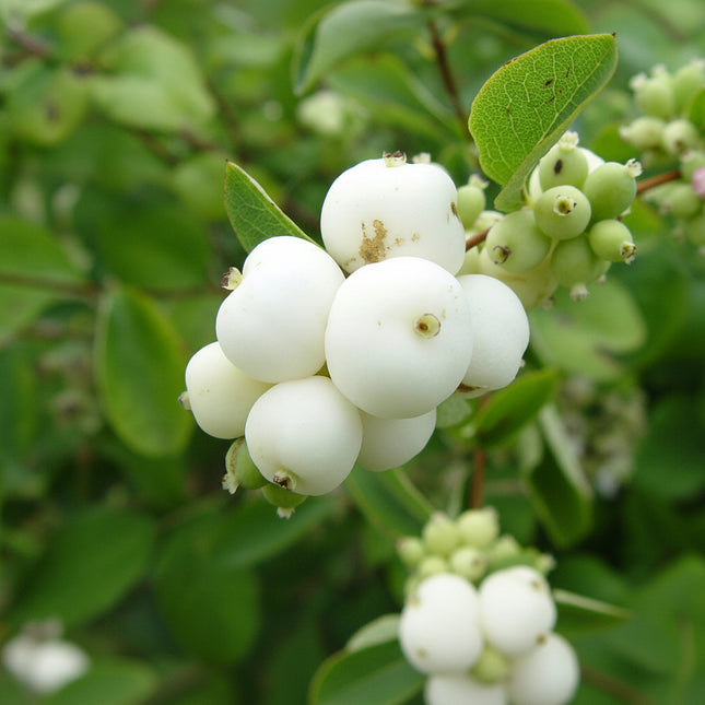 Snowberry shrub producing clusters of bright white berries among lush green foliage, an attractive ornamental shrub ideal for native gardens, wildlife habitats, borders, and naturalized landscapes. Seed World
