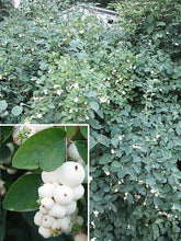 30 Snowberry Shrub Seeds - Seed World