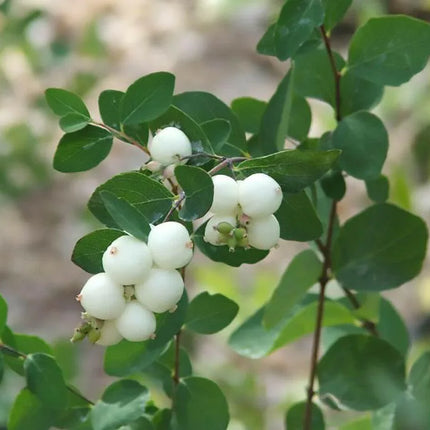 30 Snowberry Shrub Seeds - Seed World