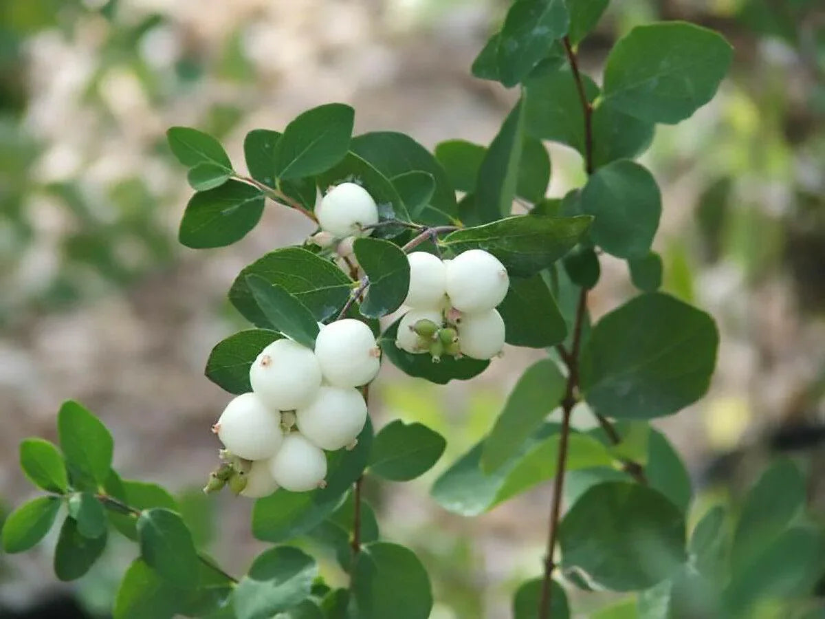 30 Snowberry Shrub Seeds - Seed World