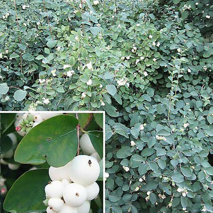 30 Snowberry Shrub Seeds - Seed World