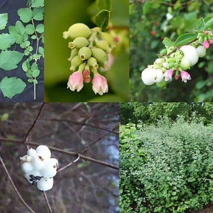 30 Snowberry Shrub Seeds - Seed World