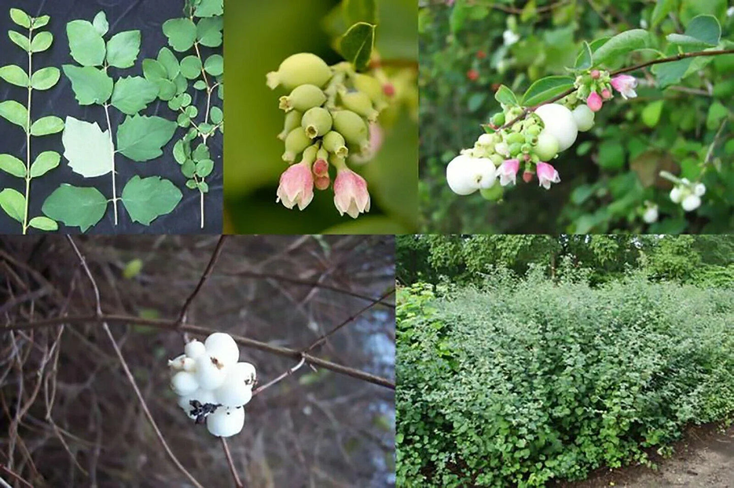 30 Snowberry Shrub Seeds - Seed World