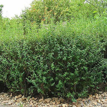 30 Snowberry Shrub Seeds - Seed World