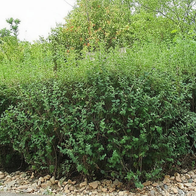 30 Snowberry Shrub Seeds - Seed World