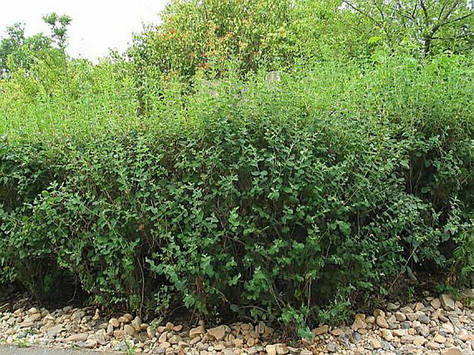 30 Snowberry Shrub Seeds - Seed World