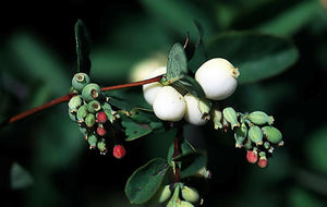 30 Snowberry Shrub Seeds - Seed World