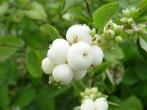 30 Snowberry Shrub Seeds - Seed World