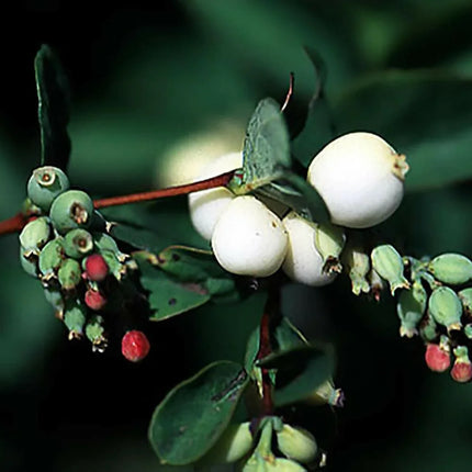 30 Snowberry Shrub Seeds - Seed World