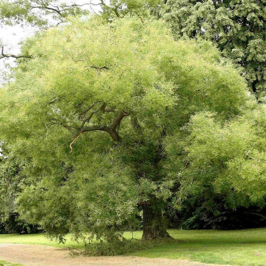 30 Sophora Japonica | Japanese Pagoda Tree Seeds - Seed World