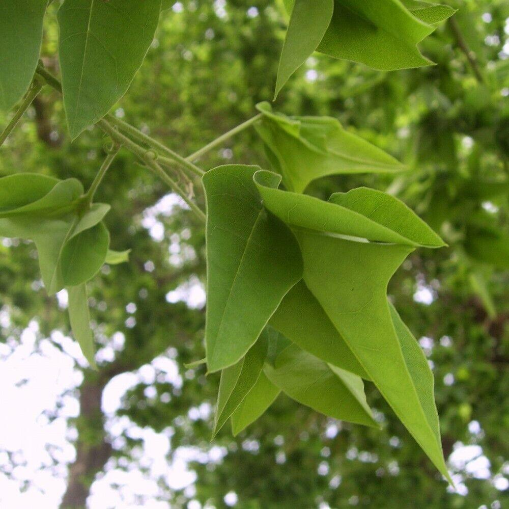 30 Sophora Japonica | Japanese Pagoda Tree Seeds - Seed World
