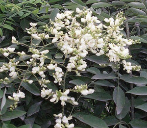 30 Sophora Japonica | Japanese Pagoda Tree Seeds - Seed World