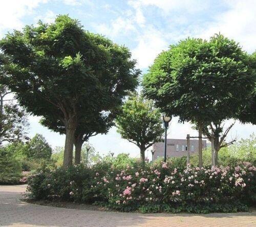 30 Sophora Japonica | Japanese Pagoda Tree Seeds - Seed World