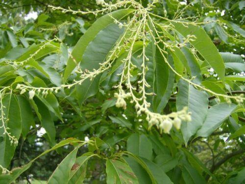 30 Sorrel Tree Seeds - Seed World