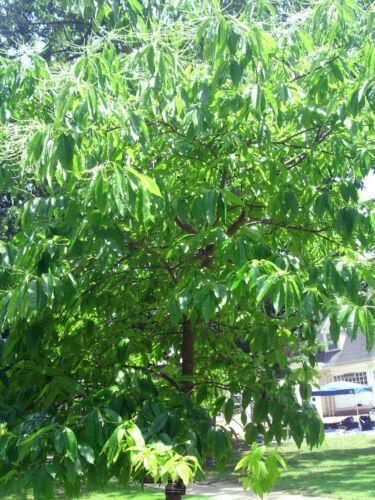 30 Sorrel Tree Seeds - Seed World