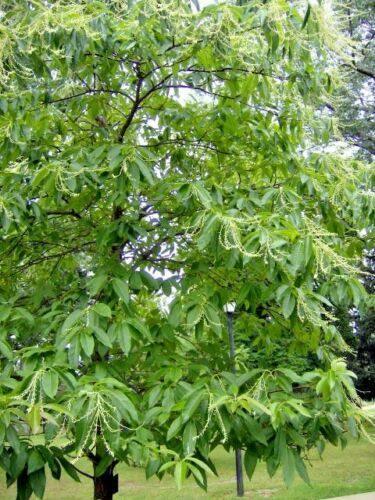 30 Sorrel Tree Seeds - Seed World