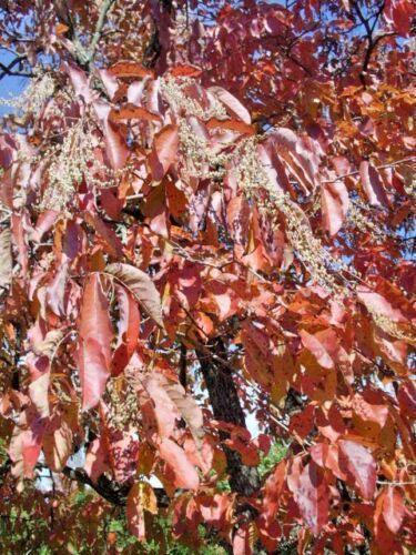 30 Sorrel Tree Seeds - Seed World