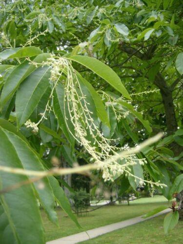 30 Sorrel Tree Seeds - Seed World