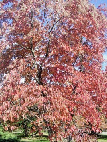 30 Sorrel Tree Seeds - Seed World