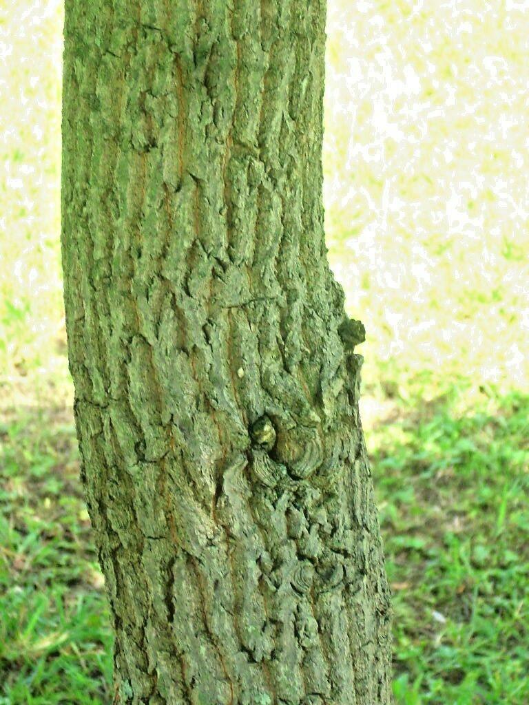 30 Sorrel Tree Seeds - Seed World