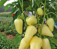 30 Sweet Bell Pepper White-Red Giant Seeds - Seed World