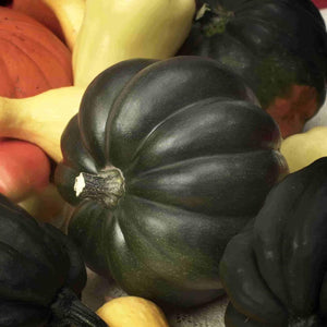 30 Table Queen Acorn Winter Squash Seeds - Seed World