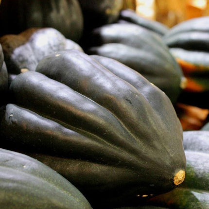 30 Table Queen Acorn Winter Squash Seeds - Seed World