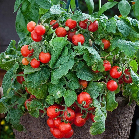 30 Tiny Tim Tomato Seeds - Solanum Lycopersicum - Seed World