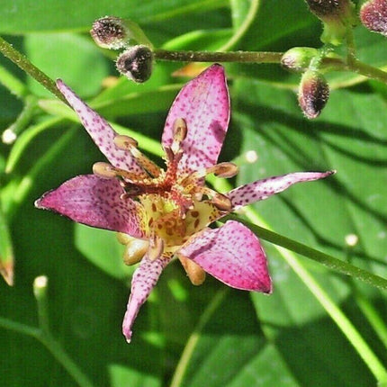 30 Toad Lily - Tricyrtis Hirta Seeds - Seed World