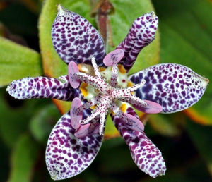 30 Toad Lily - Tricyrtis Hirta Seeds - Seed World