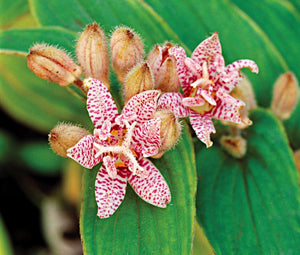 30 Toad Lily - Tricyrtis Hirta Seeds - Seed World