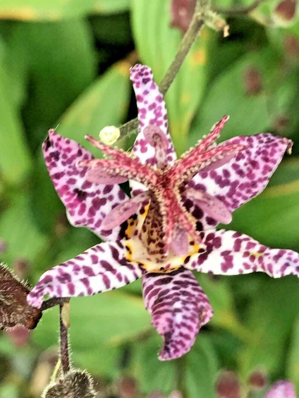 30 Toad Lily - Tricyrtis Hirta Seeds - Seed World
