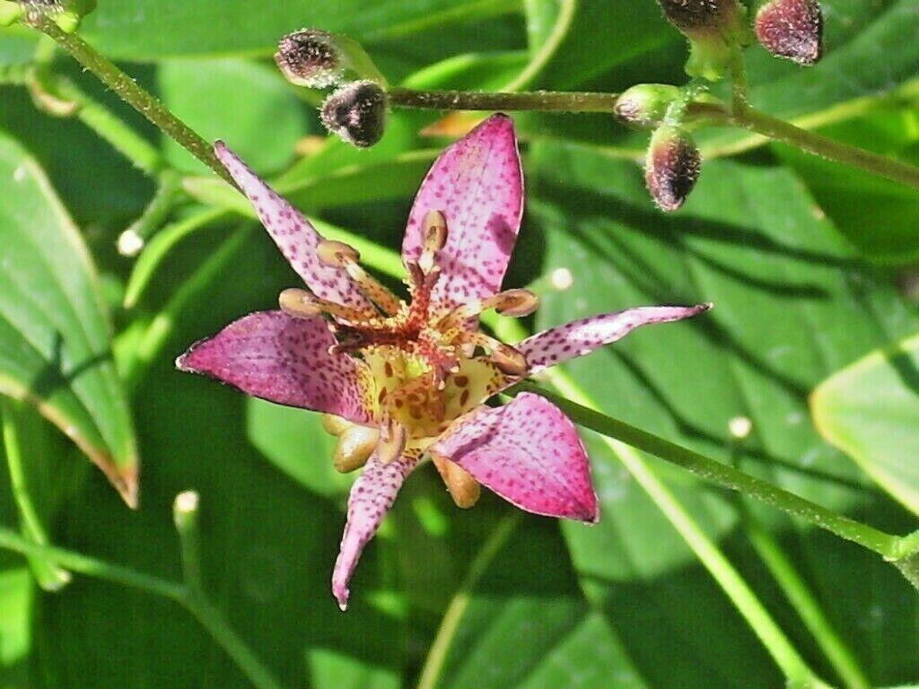 30 Toad Lily - Tricyrtis Hirta Seeds - Seed World