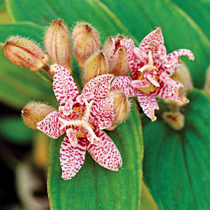 30 Toad Lily - Tricyrtis Hirta Seeds - Seed World